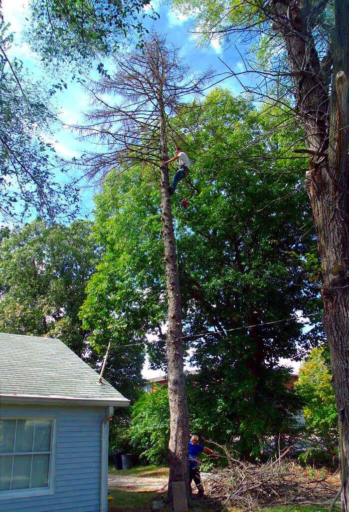 Dead tree in a vicarious position.